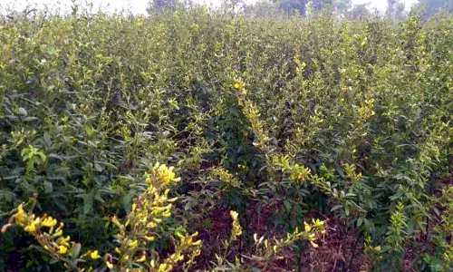 बदरीले मौसम से तुअर की फसल प्रभावित