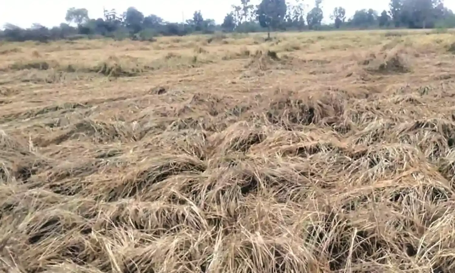 पानी में भीगा काटकर रखा गया धान, परेशान किसान