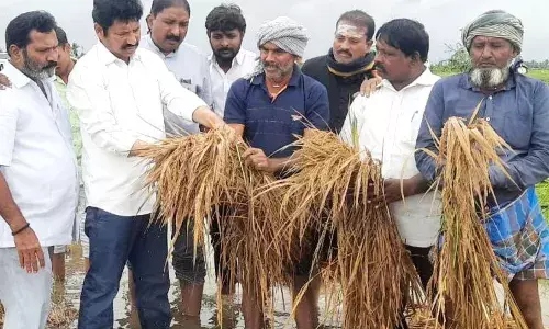 चक्रवात मिचौंग से आंध्र प्रदेश में फसलों को हुआ भारी नुकसान