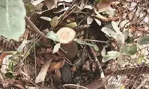 एक ही दिन दो जगहों से काटे चंदन के पेड़, पकड़े जाने के डर से नाले में फेंका एक ही दिन दो जगहों से काटे चंदन के पेड़, पकड़े जाने के डर से नाले में फेंका