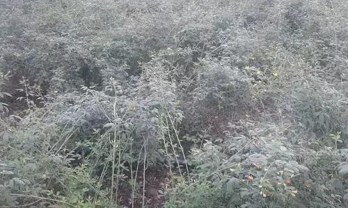 हल्की बारिश फसल पर पड़ रही भारी हल्की बारिश फसल पर पड़ रही भारी