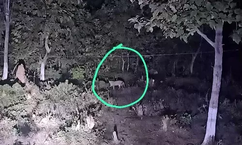 अब कोरची पुलिस थाना परिसर तक पहुंचा तेंदुआ