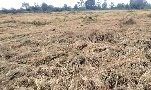 पानी में भीगा काटकर रखा गया धान, परेशान किसान