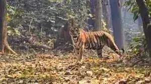 मुख्य मार्ग पर घूम रहे बाघ से लोग खौफजदा