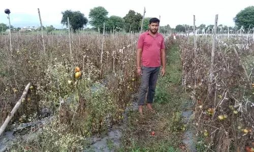 सैकड़ों एकड़ में लगा टमाटर बर्बाद, किसानों को लाखों की चपत सैकड़ों एकड़ में लगा टमाटर बर्बाद, किसानों को लाखों की चपत