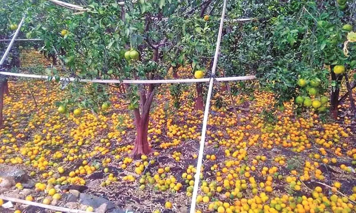 किसानों के लिए कठिनाई का काल, बेमौसम बारिश की भी पड़ी मार किसानों के लिए कठिनाई का काल, बेमौसम बारिश की भी पड़ी मार