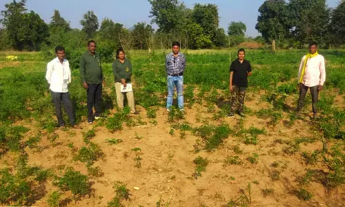 मिर्च की फसल तहस-नहस करने के बाद जंगली हाथियों का गोंदिया पलायन मिर्च की फसल तहस-नहस करने के बाद जंगली हाथियों का गोंदिया पलायन