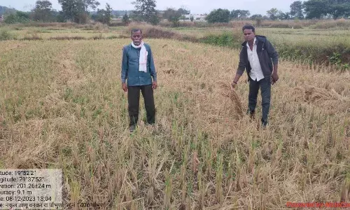 जंगली जानवरों से धान फसलों का नुकसान
