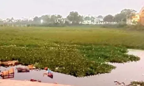 इकोर्निया से खतरे में तालाब का अस्तित्व