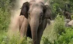 भरनोली परिसर में जंगली हाथियों ने मचाया उत्पात भरनोली परिसर में जंगली हाथियों ने मचाया उत्पात