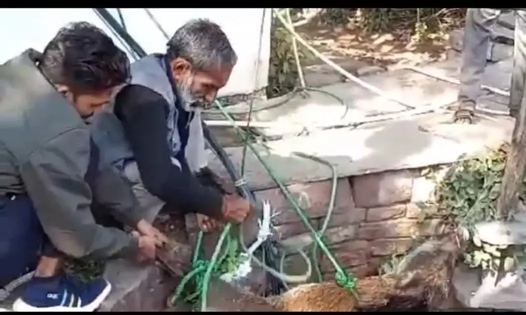 रेसक्यू कर सुरक्षित निकाला गया कुंए से जंगली सुअर