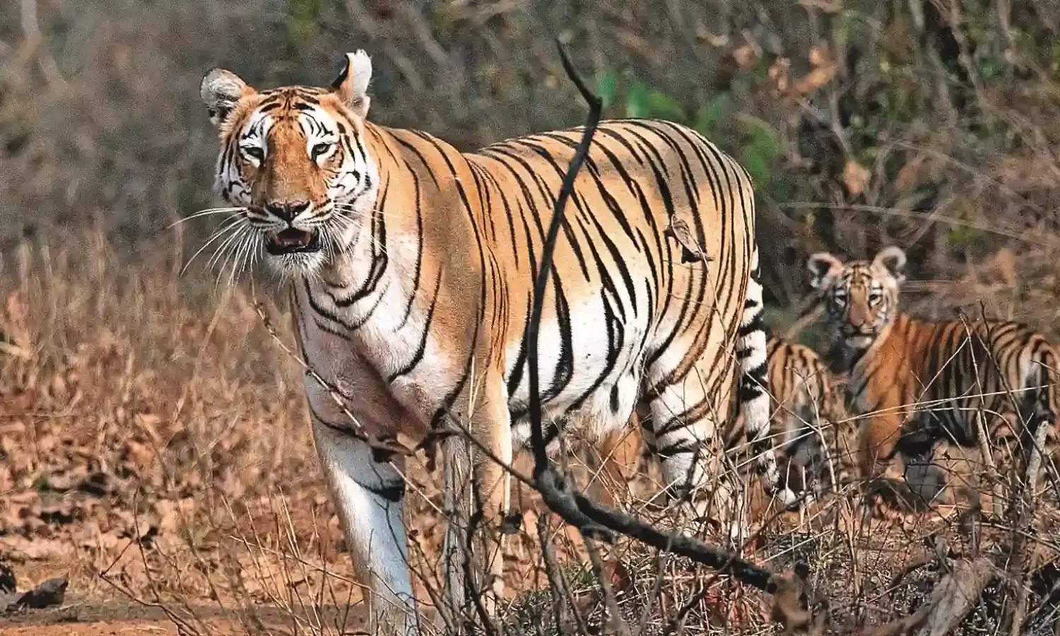 उमरेड करांडला के बाघों के कुनबे में 2 नन्हें शावक