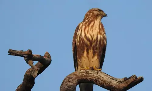 मेलघाट में ‘सामान्य बाज’ नामक दुर्लभ पक्षी दिखा मेलघाट में ‘सामान्य बाज’ नामक दुर्लभ पक्षी दिखा