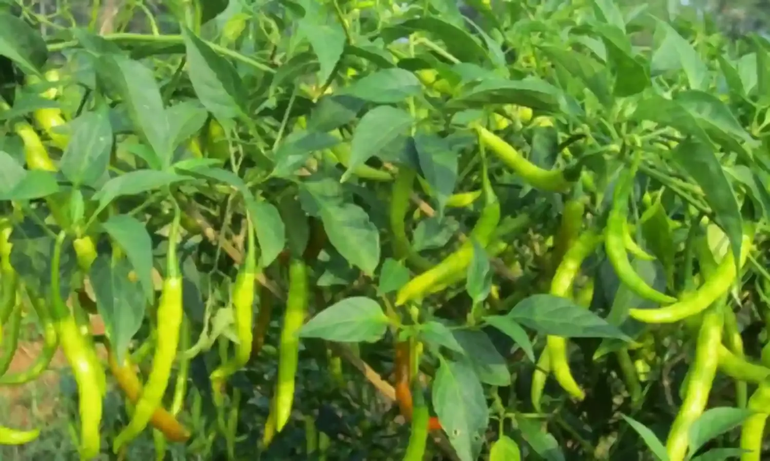 धान को छोड़ दूसरी फसलों में किसानों का नहींं रूझान