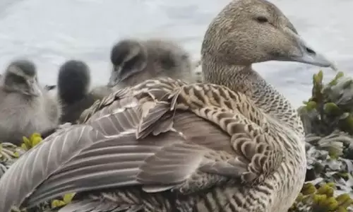 इस पक्षी के पंख की कीमत सुनकर आप भी हो जाएंगे हैरान, सोने से भी ज्यादा हैं कीमती