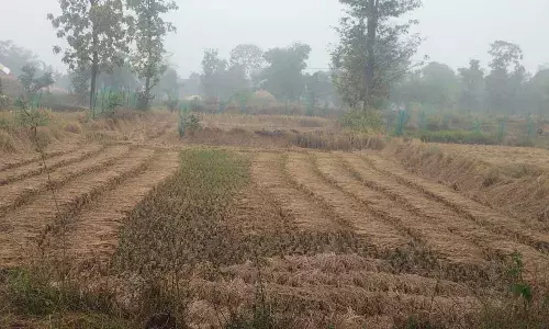 बेमौसम बारिश की भेंट चढ़ी 23 करोड़ रुपए की फसलें