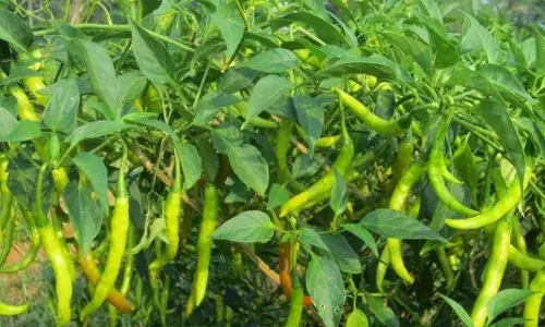 धान को छोड़ दूसरी फसलों में किसानों का नहींं रूझान