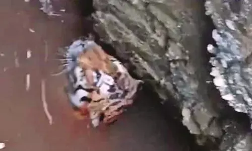 कुएं में तड़पकर मरा बाघ, सूचना मिलने के डेढ़ घंटे बाद पहुंचे अधिकारी कुएं में तड़पकर मरा बाघ, सूचना मिलने के डेढ़ घंटे बाद पहुंचे अधिकारी