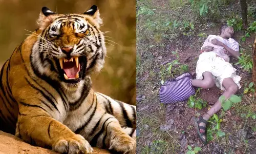 बाघों के हमले में महाराष्ट्र में हो रही सबसे ज्यादा मौतें