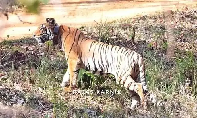 नवेगांव-नागझिरा टाइगर रिजर्व में फिर छोड़े जाएंगे बाघ