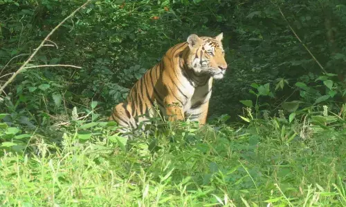 सीटीपीएस में बाघ के जोड़े के विचरण ने बढ़ाई दहशत, कुछ दिन पहले भालू का विडियो हुआ था वायरल