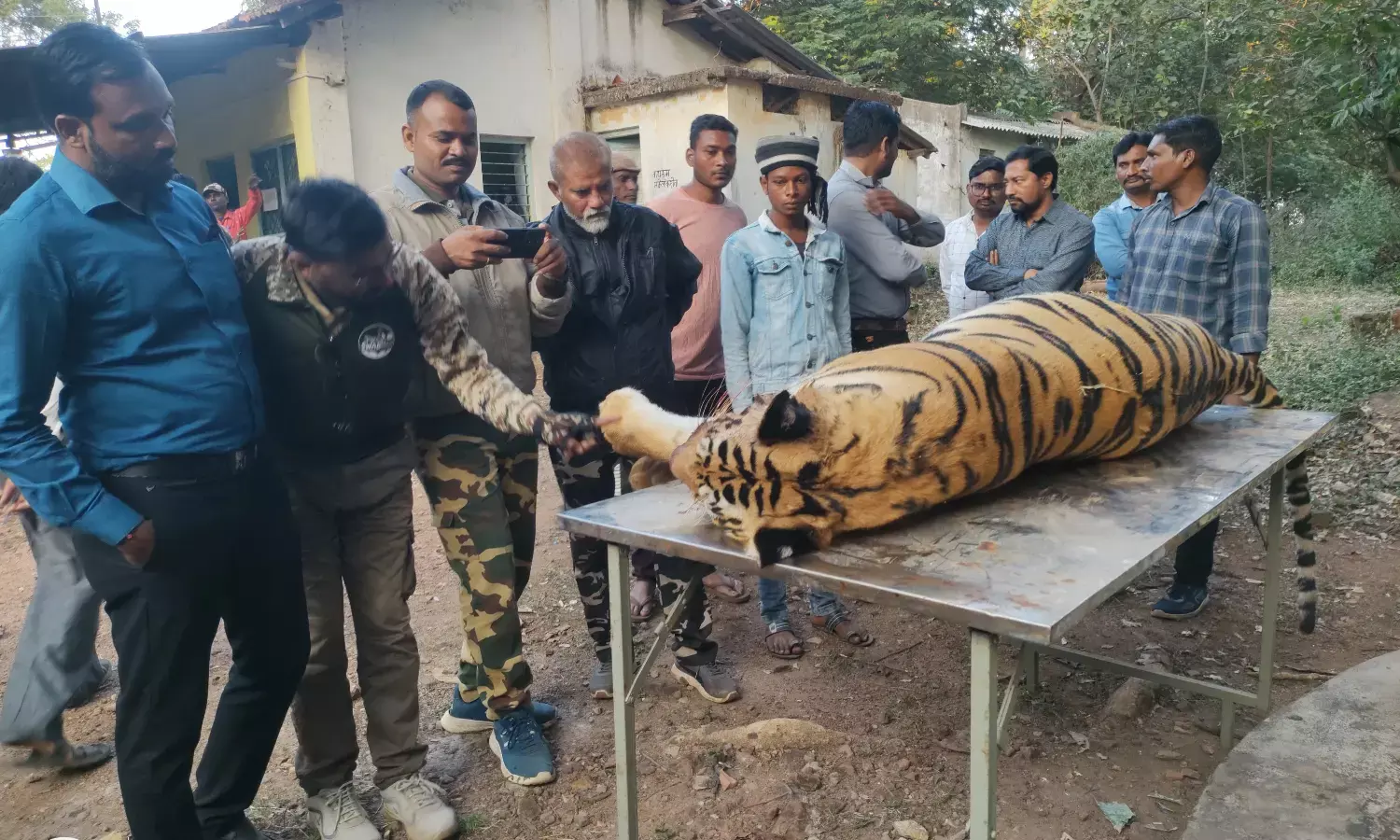 खेत में लगाए करंट से बाघ की मौत, एक आरोपी गिरफ्तार