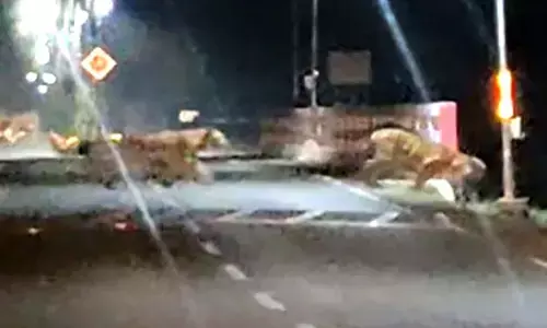 सीटीपीएस में बाघ के जोड़े के विचरण ने बढ़ाई दहशत सीटीपीएस में बाघ के जोड़े के विचरण ने बढ़ाई दहशत