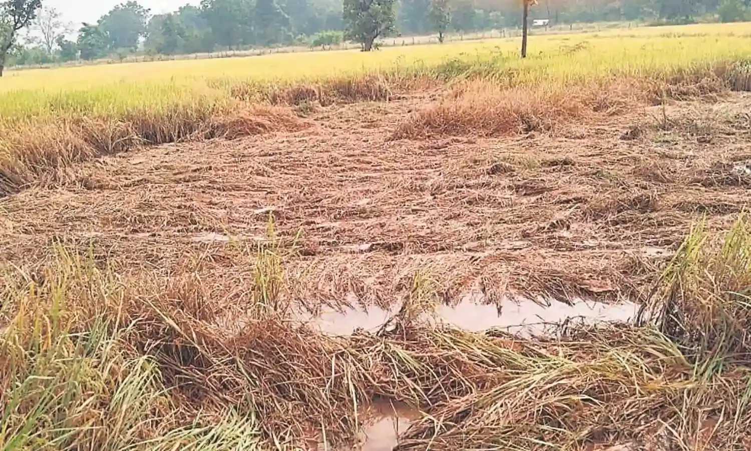 बेमौसम बारिश से 1.86 लाख हेक्टेयर की फसल हुई खराब