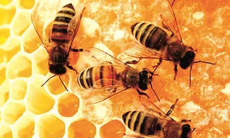मधुमक्खी के हमले में महिला मजदूर की मृत्यु
