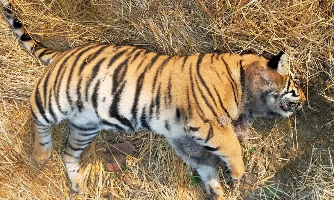चंद्रपुर में दूसरे दिन एक और बाघ की मौत