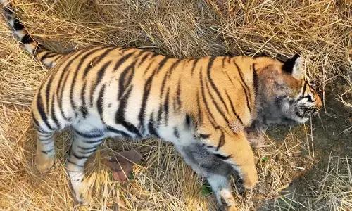 चंद्रपुर में दूसरे दिन एक और बाघ की मौत चंद्रपुर में दूसरे दिन एक और बाघ की मौत