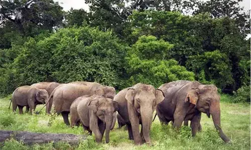 देसाईगंज क्षेत्र में हाथियों ने उजाड़ी रबी फसलें