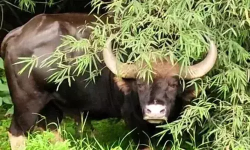 महाबलेश्वर में जंगली भैंसे के हमले में दो घायल