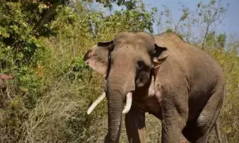 पश्चिम बंगाल में हाथी के हमले में साइकिल सवार की मौत, इस साल मरने वालों की संख्या 10 पहुंची