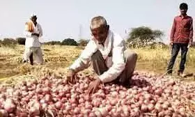 प्याज उत्पादकों में बढ़ रहा असंतोष ! प्याज उत्पादकों में बढ़ रहा असंतोष !