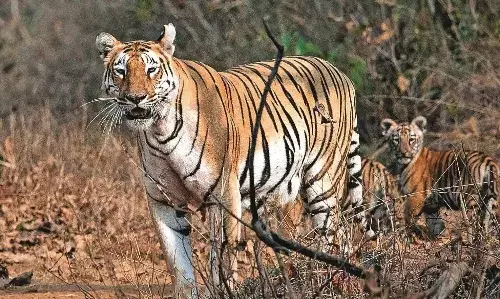 साल बीतते-बीतते एक और किसान बना बाघ का शिकार