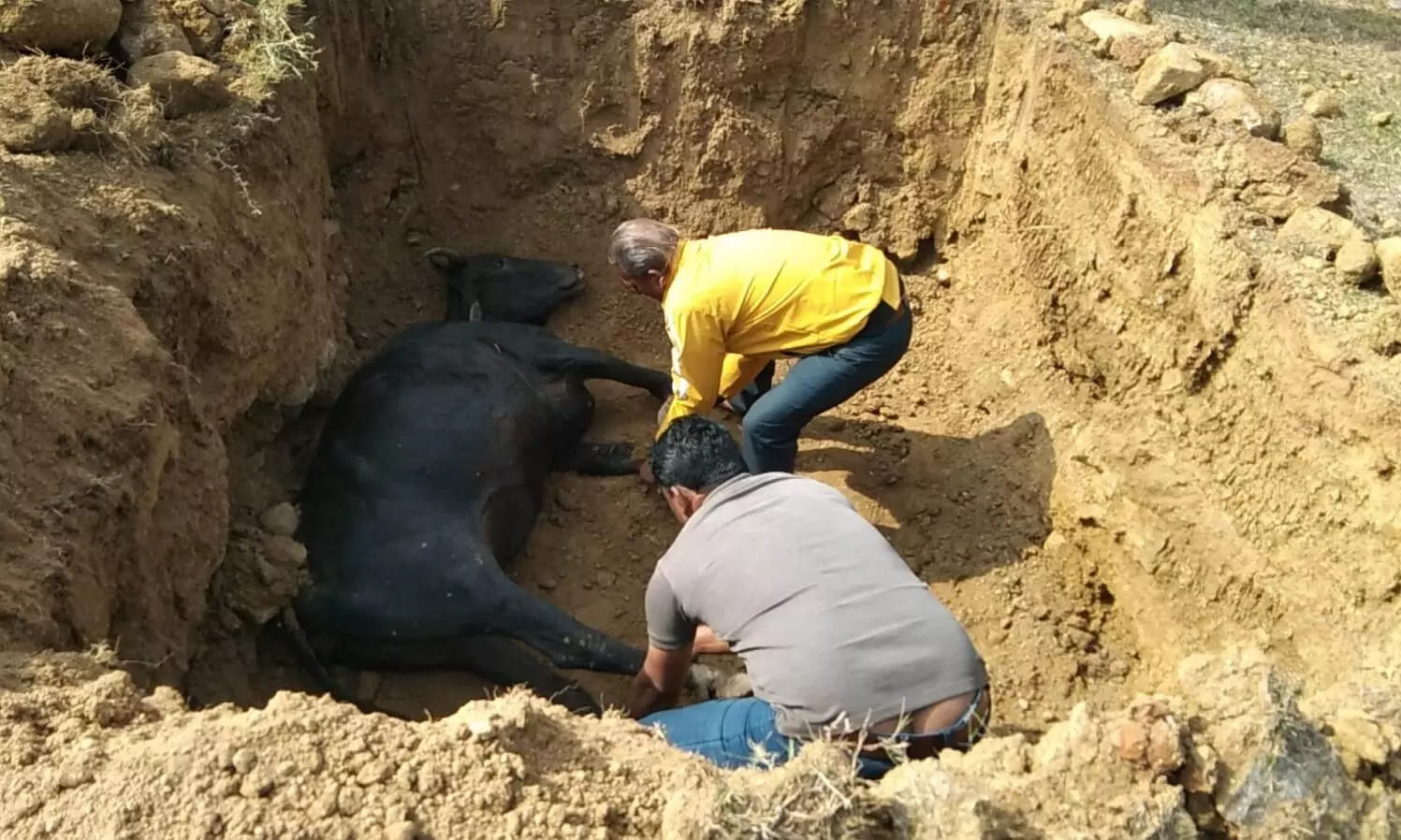 घायल गौ माता का दो माह तक किया उपचार, मृत्यु होने पर विधि-विधान से किया अंतिम संस्कार घायल गौ माता का दो माह तक किया उपचार, मृत्यु होने पर विधि-विधान से किया अंतिम संस्कार