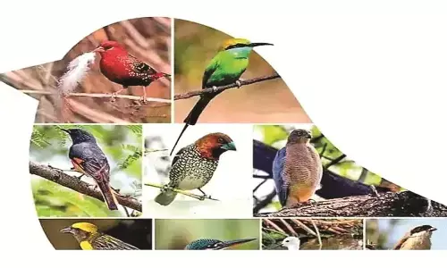 मुनिया की अपनी अलग दुनिया, आकर्षित करेगा मोगरकसा मुनिया की अपनी अलग दुनिया, आकर्षित करेगा मोगरकसा