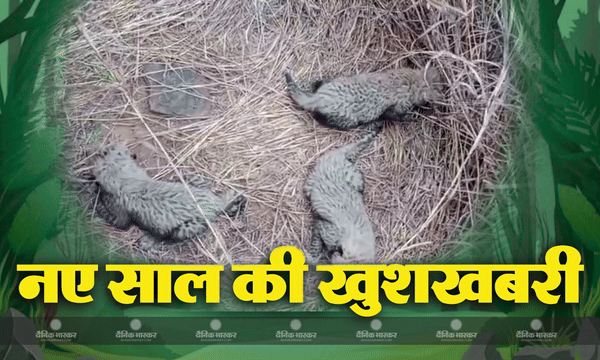 कूनो नेशनल पार्क में नामीबिया से लाई गई मादा चीता आशा ने तीन शावकों को दिया जन्म
