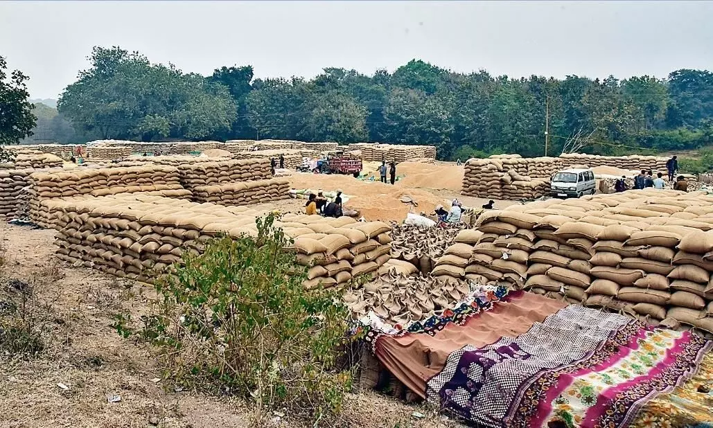 लाखों क्विंटल धान और किसान, दोनों खुले में पड़े लाखों क्विंटल धान और किसान, दोनों खुले में पड़े
