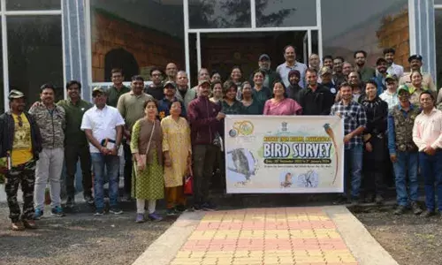 दो दिन में मेलघाट में नजर आए 230 प्रजाति के पक्षी