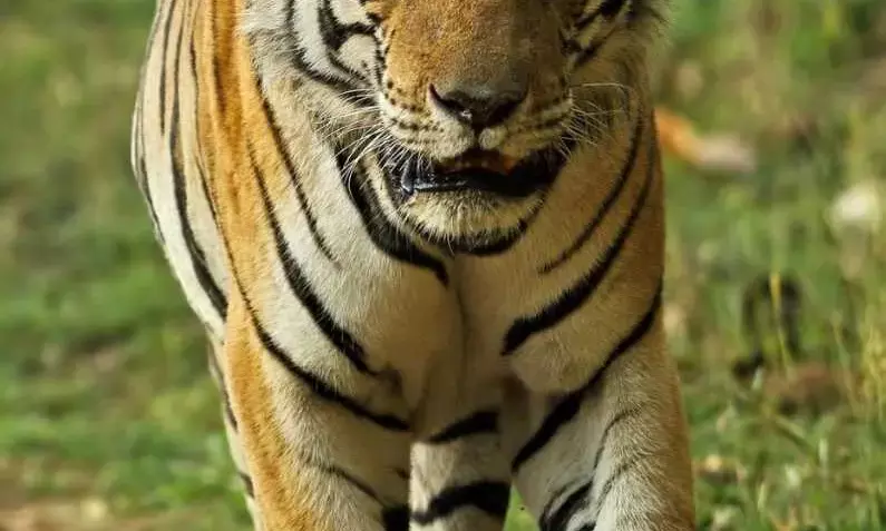 सावधान... शहर में घूम रहा है टाइगर, चंदनगांव और कोलाढाना बोदरी नदी के पास खेतों में मिले पगमार्क