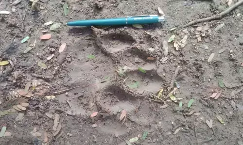 शहर में घूम रहा है टाइगर, चंदन गांव और कोलाढाना बोदरी नदी के पास खेतों में मिले पगमार्क शहर में घूम रहा है टाइगर, चंदन गांव और कोलाढाना बोदरी नदी के पास खेतों में मिले पगमार्क