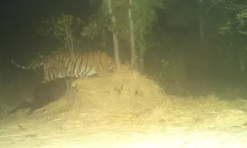 वनविभाग को छका रहा जी-18 बाघ, दो माह में तीन को बनाया है अपना शिकार, दहशत