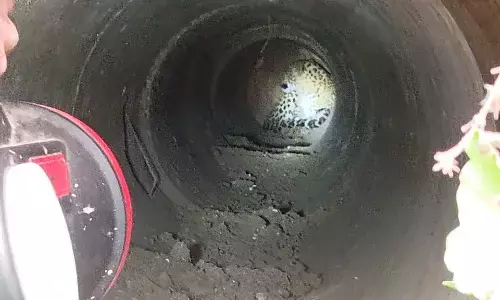 खेतों में जा रहे लोगों को देखकर नहर के पाइप में छिप गया तेंदुआ