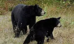 डोंगरमेंढा क्षेत्र में जंगली हाथियों के बाद अब भालू के दिखने से सहमे लोग