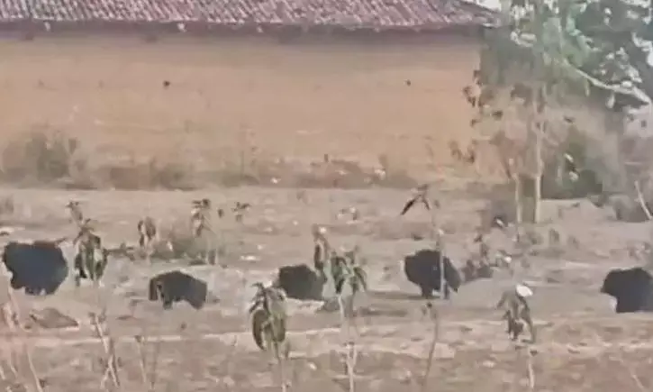 क्या अयोध्या में रामलला के दर्शन के लिए जामवंत की सेना जुटी है? जानें वायरल वीडियो का सच