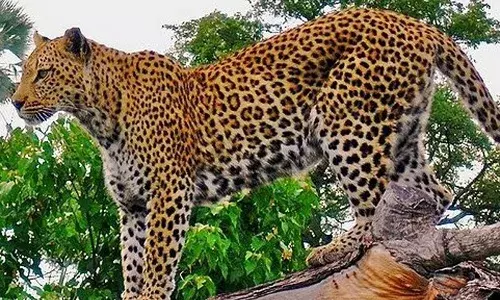 तेंदुआ खाल तस्करी मामले में पुलिस ने और एक आरोपी को ओडिशा से किया गिरफ्तार तेंदुआ खाल तस्करी मामले में पुलिस ने और एक आरोपी को ओडिशा से किया गिरफ्तार