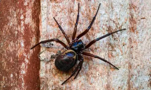 ब्रिटेन की सबसे खतरनाक मकड़ियों में से एक है फॉल्स विडो, काटने पर हो सकते हैं हॉस्पिटल में भर्ती, जानिए इस मकड़ी के बारे में सब कुछ