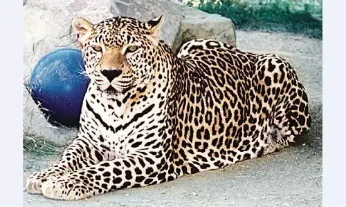 ट्रिपल आईटीडीएम के पास दिखा तेंदुए का परिवार